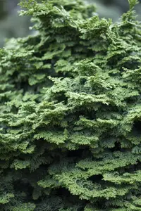 Chamaecyparis o. 'Kosteri'