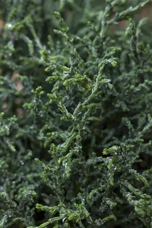 Chamaecyparis o. 'Lycopodioides' - P9 - image 1