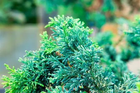 Chamaecyparis o. 'Lycopodioides' - P9 - image 4