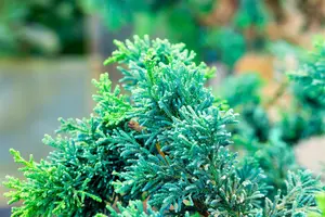 Chamaecyparis o. 'Lycopodioides' - P9 - image 4