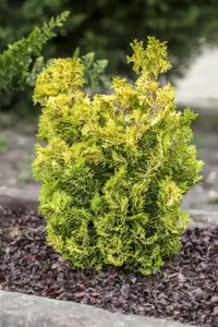 Chamaecyparis o. 'Meroke'