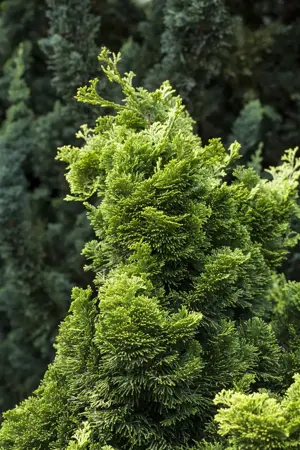 Chamaecyparis o. 'Nana Aurea' - P13 - image 3