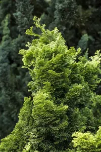 Chamaecyparis o. 'Nana Aurea' - P13 - image 3