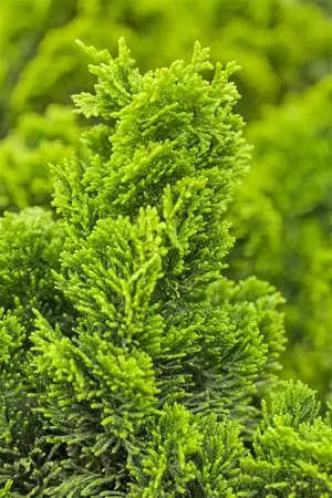 Chamaecyparis o. 'Nana Aurea' - P13 - image 4
