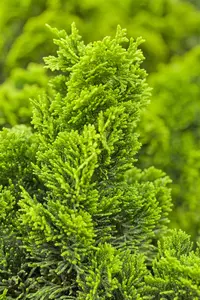 Chamaecyparis o. 'Nana Aurea' - 40 CM STEM C4 - image 3