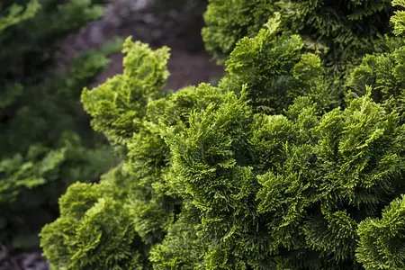 Chamaecyparis o. 'Nana Aurea' - 40 CM STEM C4 - image 1
