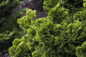 Chamaecyparis o. 'Nana Aurea' - 40 CM STEM C4 - image 1