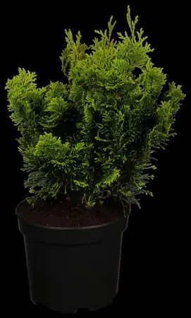 Chamaecyparis o. 'Nana Aurea' - P13 - image 1