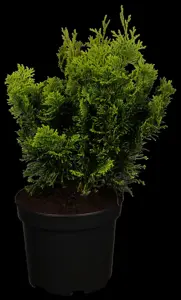 Chamaecyparis o. 'Nana Aurea'