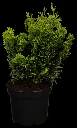 Chamaecyparis o. 'Nana Aurea' - 20-25 CM C5 - image 1