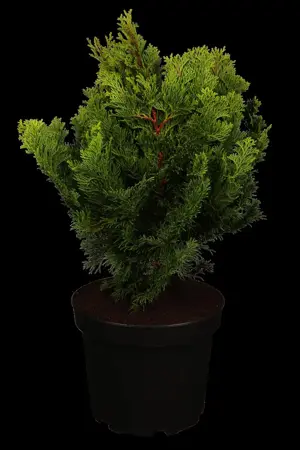 Chamaecyparis o. 'Nana Gracilis' - 12 Ltr pot - image 2