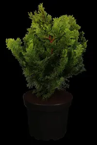 Chamaecyparis o. 'Nana Gracilis' - 12 Ltr pot - image 2