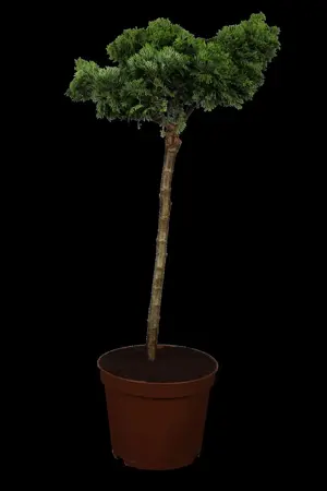 Chamaecyparis o. 'Nana Gracilis' - 12 Ltr pot - image 4
