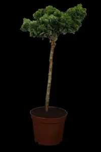 Chamaecyparis o. 'Nana Gracilis' - 12 Ltr pot - image 4