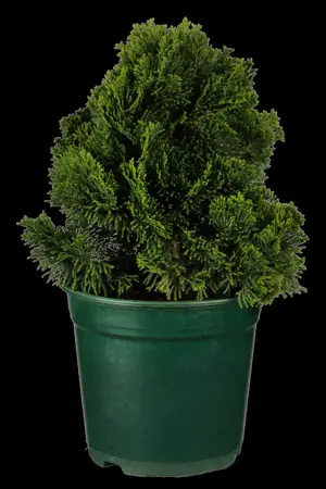 Chamaecyparis o. 'Nana Gracilis' - 12 Ltr pot - image 5