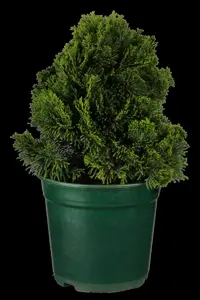 Chamaecyparis o. 'Nana Gracilis' - 12 Ltr pot - image 5