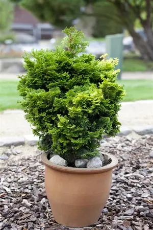 Chamaecyparis o. 'Nana Gracilis' - 25-30 CM C1 - image 4