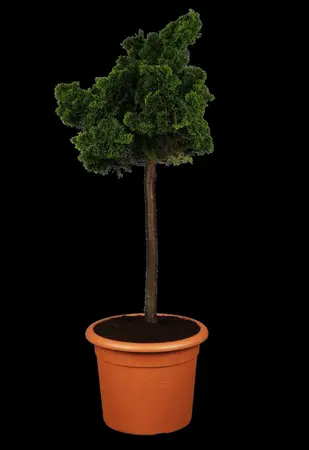 Chamaecyparis o. 'Nana Gracilis' - 12 Ltr pot - image 3
