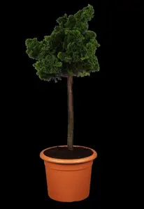 Chamaecyparis o. 'Nana Gracilis' - 12 Ltr pot - image 3