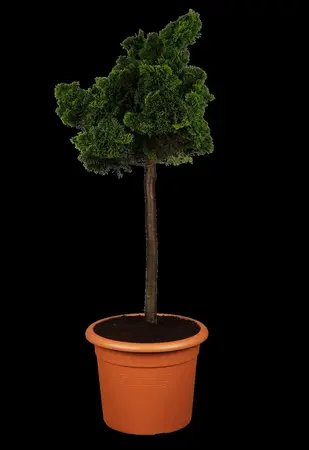 Chamaecyparis o. 'Nana Gracilis' - 30-40 CM C10 - image 3