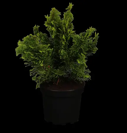 Chamaecyparis o. 'Nana Gracilis' - 12 Ltr pot - image 1