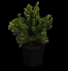 Chamaecyparis o. 'Nana Gracilis' - 12 Ltr pot - image 5