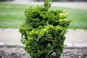 Chamaecyparis o. 'Nana Gracilis' - BONSAI 200-250 CM C500 - image 5