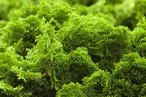 Chamaecyparis o. 'Nana Gracilis' - 20 Ltr pot - image 2