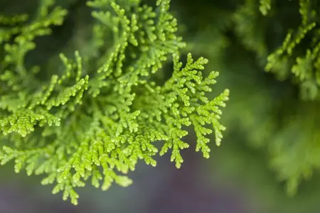 Chamaecyparis o. 'Nana Gracilis' - 20 Ltr pot - image 3