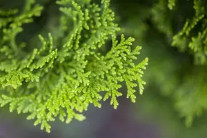 Chamaecyparis o. 'Nana Gracilis' - 20 Ltr pot - image 3