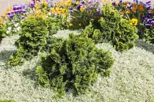 Chamaecyparis o. 'Nana Gracilis' - LINERS 18 CEL TRAY P10,5 SIZE - image 1