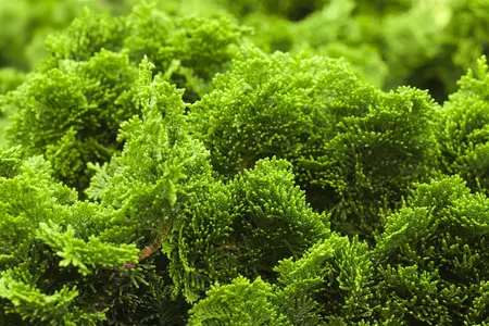 Chamaecyparis o. 'Nana Gracilis' - LINERS 18 CEL TRAY P10,5 SIZE - image 2