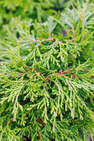 Chamaecyparis o. 'Pygmaea' - 2 Ltr pot - image 3