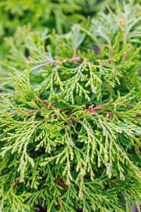 Chamaecyparis o. 'Pygmaea' - 2 Ltr pot - image 3