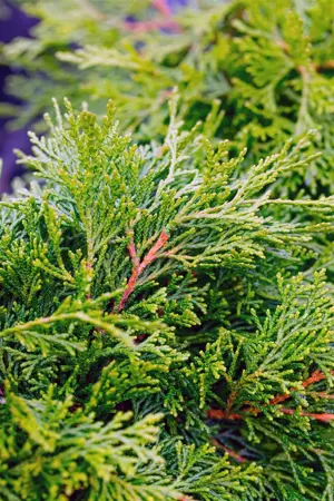 Chamaecyparis o. 'Pygmaea' - P9 - image 5
