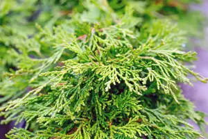 Chamaecyparis o. 'Pygmaea'