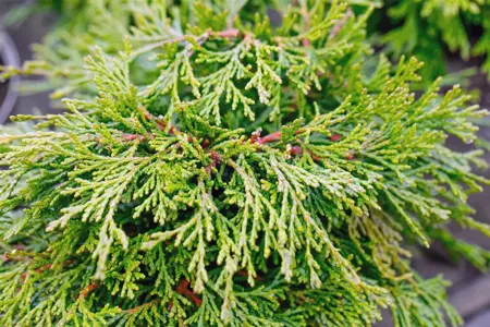 Chamaecyparis o. 'Pygmaea' - 2 Ltr pot - image 2