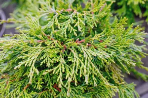 Chamaecyparis o. 'Pygmaea' - 2 Ltr pot - image 2