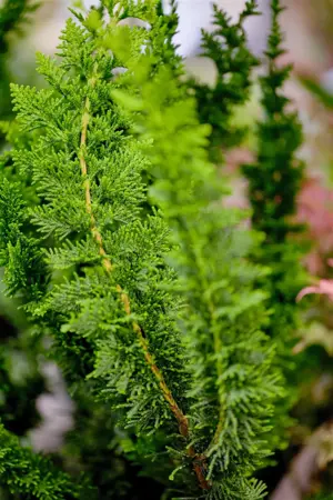 Chamaecyparis o. 'Teddy Bear' - 2 Ltr pot - image 3