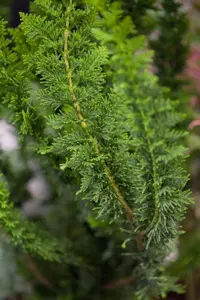 Chamaecyparis o. 'Teddy Bear'