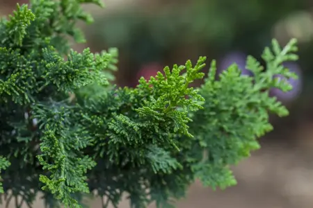 Chamaecyparis o. 'Teddy Bear' - BONSAI 150-175 CM C130 - image 2