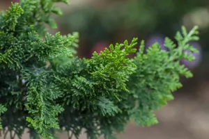 Chamaecyparis o. 'Teddy Bear' - BONSAI 150-175 CM C130 - image 2