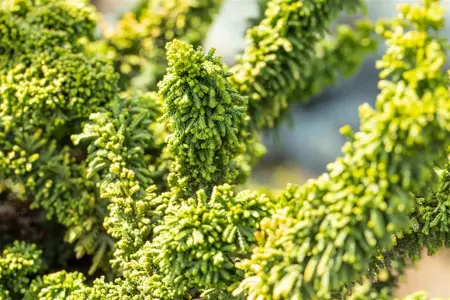 Chamaecyparis o. 'Teddy Bear' - BONSAI 150-175 CM C130 - image 5