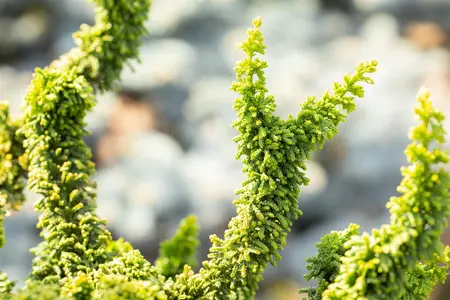 Chamaecyparis o. 'Teddy Bear' - 20-25 CM C3 - image 4