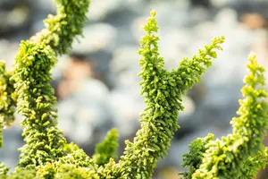 Chamaecyparis o. 'Teddy Bear' - 20-25 CM C3 - image 4