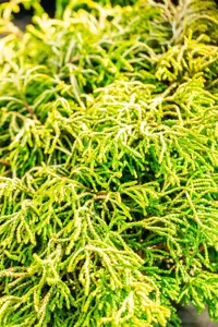 Chamaecyparis o. 'Tsatsumi Gold' - P13 - image 4
