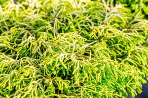 Chamaecyparis o. 'Tsatsumi Gold' - P13 - image 3