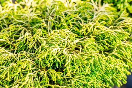 Chamaecyparis o. 'Tsatsumi Gold' - P9 - image 2