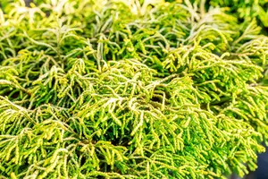Chamaecyparis o. 'Tsatsumi Gold' - P9 - image 2