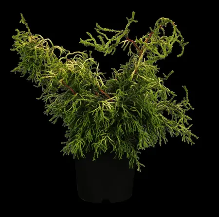 Chamaecyparis o. 'Tsatsumi Gold' - P13 - image 1